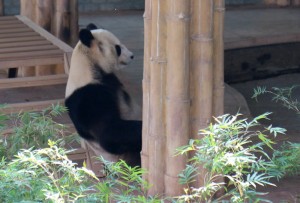 Зоопарк в Гуанчжоу довольно маленький